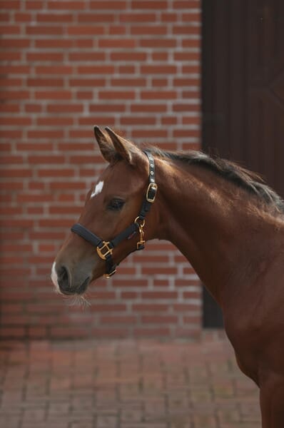 Ohlávka pro hříbata, černá, TopLine