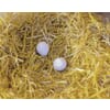 Nest eggs