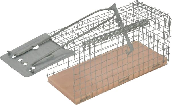 Pasti na krysy a myši