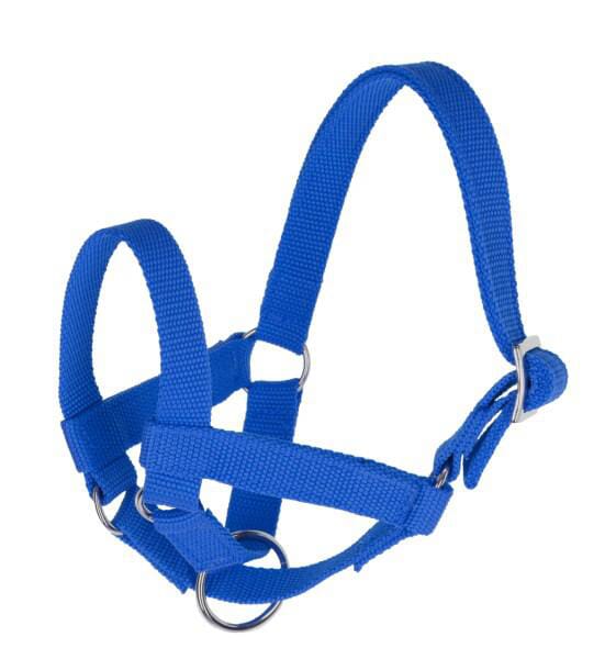 Ohlávka pro lamy, vel. 50, modrá