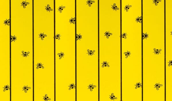 Feuilles de papier tue-mouches 59,5 x 30 cm, lot de 6 · réf. 299842KER